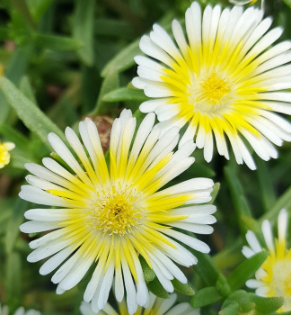 Kosmatec WOW �LIMONCELLO�� kont. 0,5 l