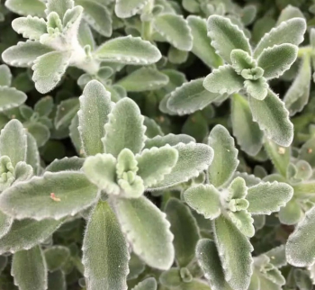 R�movn�k citr�nov� �MALIBU�, kont. 1 l