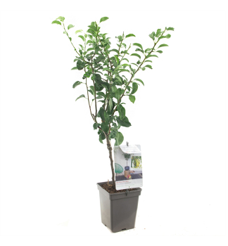 Zarksl hrue KONFERENCIA, 150-170 cm, kont. 11 l