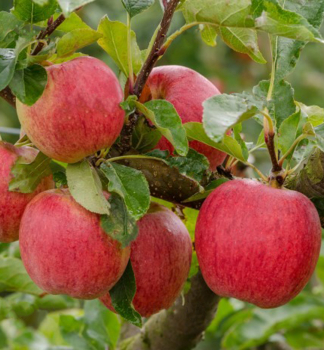 Zakrslá jabloň ´ROYAL GALA´, 150-170 cm, kont. 11 l