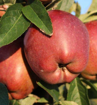 Zakrslá jabloň ´STARK DELICIOUS´, 120-160 cm, kont. 11 l