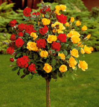 Růže stromková ´LANDORA+LIDKA´ na kmínku 110 cm, kont. 5 l