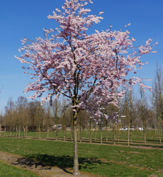 Okrasn vie ACCOLADE na kmnku 150 cm, kont. 10 l