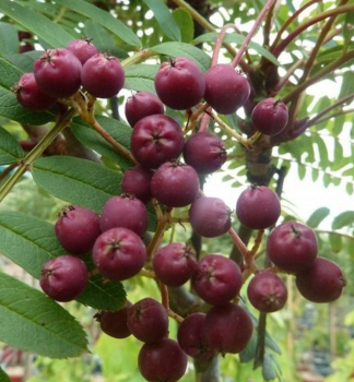Jeb PURPLE MAGIC na kmnku 120 cm, kont. 7,5 l