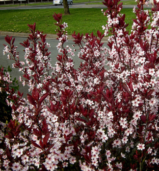 Okrasn slivo (Prunus cistena) 70-80 cm, kont. 2,5 l