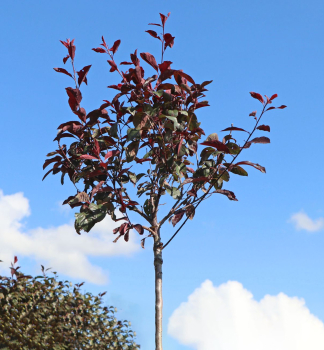 Okrasn slivo (Prunus cistena) na kmnku 120 cm, kont. 10 l