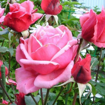 Růža stromková ´BEL ANGE´ na kmínku 100 cm, kont. 5 l