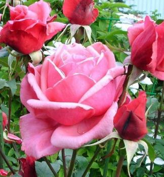 R��a stromkov� �BEL ANGE�** na km�nku 90 cm, kont. 7,5 l