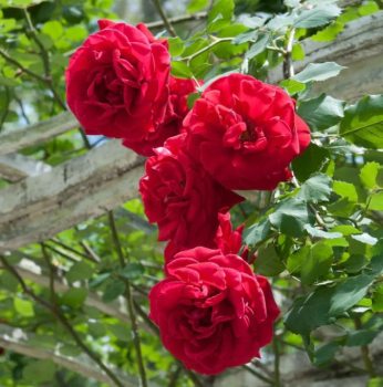 Růže pnoucí ´DON JUAN´ 30-40 cm, kont. 3 l