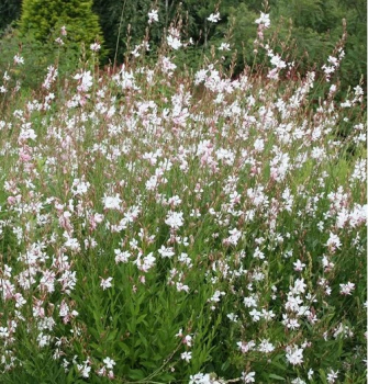 Gaura Lindheimeri COMPACT WHITE kont. 0,5 l