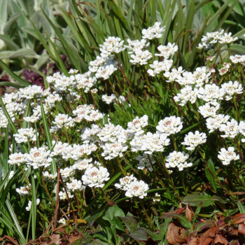 Obrzok (2)