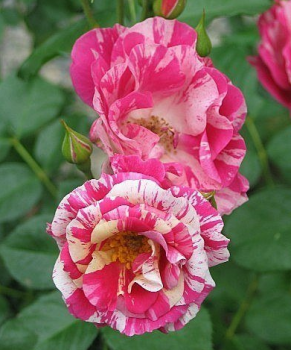 Růže popínavá ´CONCERT´ ** 20-30 cm, kont. 3 l, remontantní