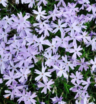 Flox ��dlovit� �G.F. WILSON� kont. 0,5 l
