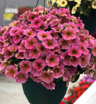 Minipet�nie vzp��men� �BEAUTICAL� SUNRAY PINK�, kont. 0,5 l