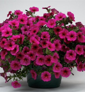 Minipet�nie vzp��men� �BEAUTICAL� PURPLE DAWN�, kont. 0,5 l