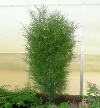 Kruina zkolist FINE LINE 40-50 cm, kont. 2,5 l