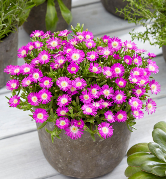 Kosmatec WOW �PURPLE WONDER��, kont. 1 l