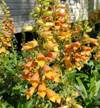 Nprstnk hybridn FIRECRACKER kont. 0,5 l