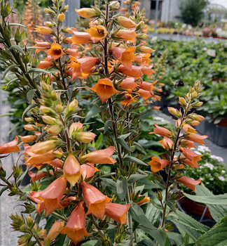 N�prstn�k hybridn� �FIRECRACKER� kont. 0,5 l