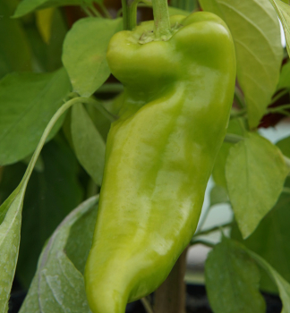 Paprika zeleninov, ron KOSTAS F1, kont. 0,3 l