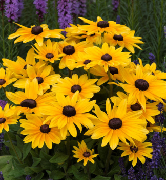 Tapatka (Rudbkia) SUNBECKIA MAYA kont. 0,5 l