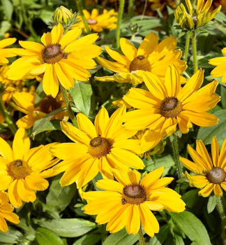 Tapatka (Rudbkia) SUNBECKIA VICTORIA kont. 0,5 l