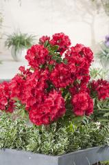 Pnink RED JACK 30-40 cm, kont. 4 l