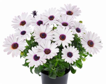 Osteospermum (kapsk kopretina) SUNNYFELIX, kont. 0,3 l