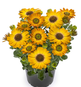 Osteospermum (kapsk kopretina) SUNNYHAZEL, kont. 0,3 l