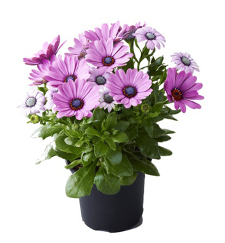 Osteospermum (kapsk kopretina) SUNNYDINA, kont. 0,3 l