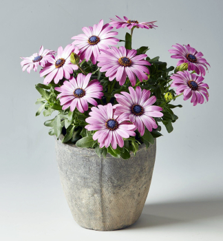 Osteospermum (kapsk kopretina) SUNNYGALINA, kont. 0,3 l