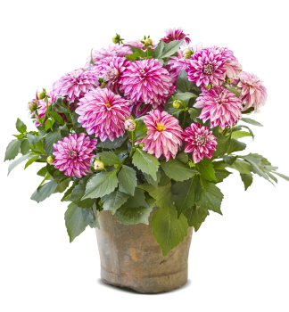 Jiina IMAGINE POWER CHERRY SPRIPES, kont. 0,3 l