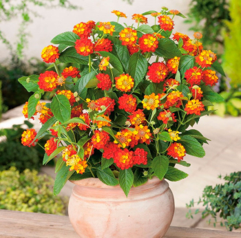 Libora LANTROPICS ORANGE, kont. 0,3 l