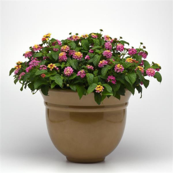 Libora LANTROPICS ROSE, kont. 0,3 l