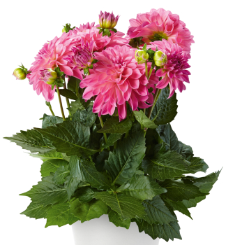Jiina IMAGINE XL PINK, kont. 0,3 l