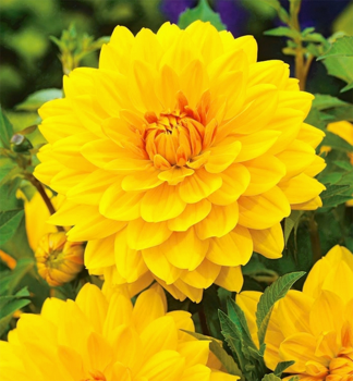 Jiina IMAGINE XL YELLOW, kont. 0,3 l
