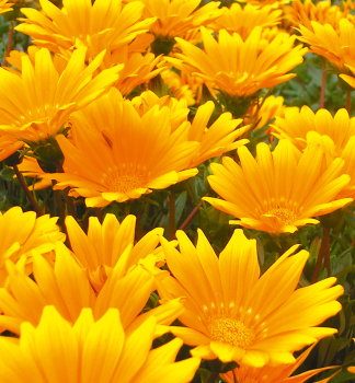 Gaznie JUPITER YELLOW, kont. 0,3 l
