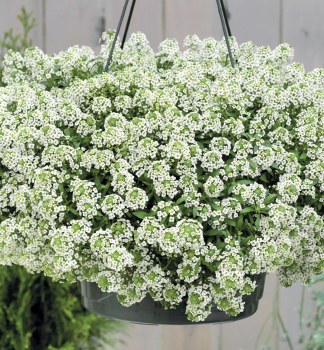 Lobularia pevisl LUCIA WHITE, kont. 0,3 l