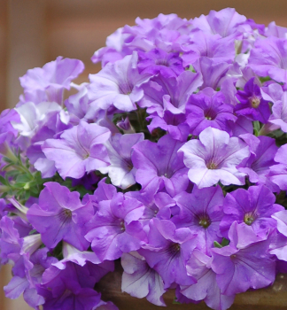 Surfinie p�evisl� �HEAVENLY BLUE�, kont. 0,5 l