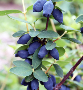 Zimolez kam�atsk� �HONEY BEE�� 20-30 cm, kont. 1 l