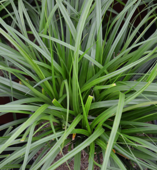 Ostice oimensk EVERGREEN 20-30 cm, kont. 2 l 