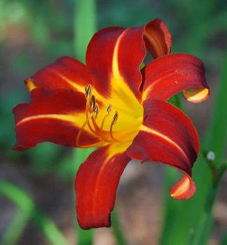 Denivka hybridn AUTUMN RED kont. 1,4 l