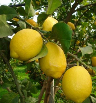 Citronk ADAMO 40-50 cm, kont. 2 l