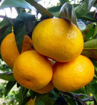 Mandarinkovnk PRIMOSOLE 40-50 cm, kont. 2 l