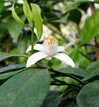 Obr�zok (5)