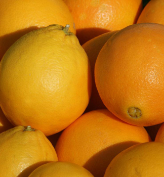 Pomerančovník ´SKAGGS BONANZA´ 30-40 cm, kont. 2 l