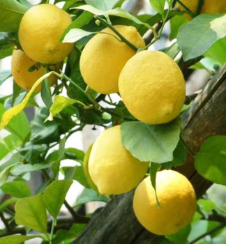 Citronk ZAGARA BIANCA40-50 cm, kont. 2 l