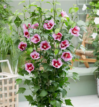 Ibiek syrsk FLOWER TOWER PURPLE 50-60 cm, kont. 5 l