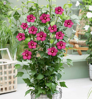 Ibiek syrsk FLOWER TOWER RUBY 100-110 cm, kont. 5 l