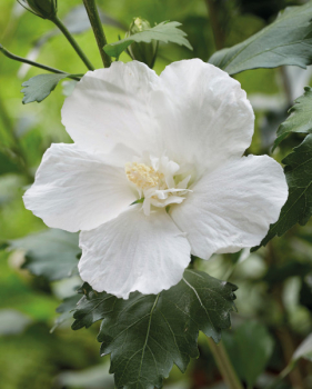 Ibiek syrsk FLOWER TOWER WHITE 40-50 cm, kont. 4 l